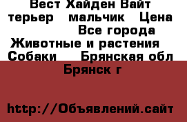 Вест Хайден Вайт терьер - мальчик › Цена ­ 35 000 - Все города Животные и растения » Собаки   . Брянская обл.,Брянск г.